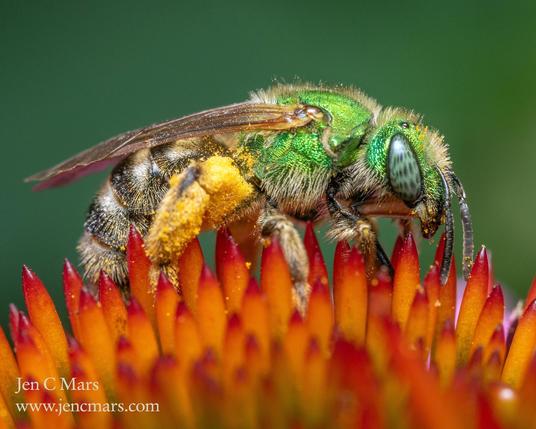 Photo of a sweat bee with a metallic green head and thorax and striped abdomen standing on top of a cone flower. The bee is covered in pollen