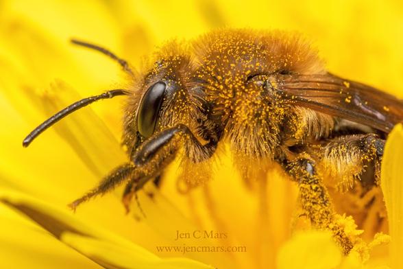 Photo of a fluffy miner bee absolutely covered in pollen, standing in the center of a dandelion.