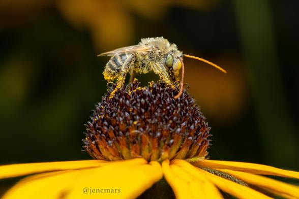 Photo of a fluffy bee covered in pollen with long pink antennae and striking green eyes, standing on top of a black-eyed susan