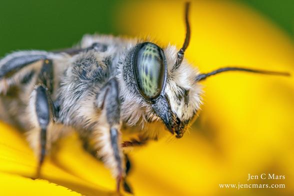 Photo of a leaf cutter bee close-up with a good view of its green eye and fluffy white hair