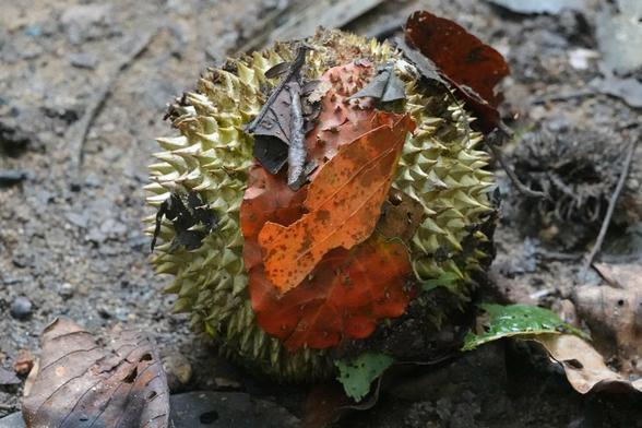 A large, green spherical fruit on the ground, covered with thorns.