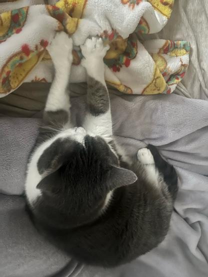 Grey and white cat photographed from above. Her front paws are kneading a blanket with cartoon tacos on it.