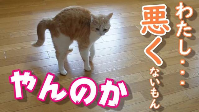 イタズラした猫がやんのかステップで反抗【スコティッシュフォールド】【アビシニアン】