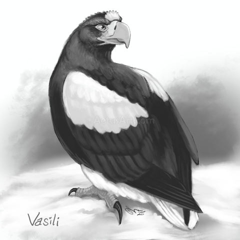 A black and white drawing of an adult male Steller's sea eagle, his body facing away while he looks back over his left shoulder. He has a white forehead patch, white epulets on his wings, white tail, and fluffy white leg feathers.