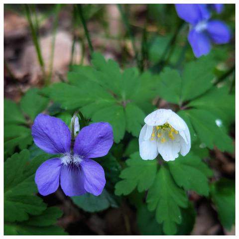 A close-up shot captures two delicate wildflowers nestled amongst vibrant green foliage on the forest floor near Dessau-Roßlau. On the left, a Common Blue Violet (Viola odorata or a closely related species) displays five velvety, deep purple petals with darker purple veins radiating from its white centre. Its stem gently curves, supporting the downward-facing bloom. To the right, a Wood Anemone (Anemone nemorosa) presents a solitary, nodding white flower with five petal-like sepals surrounding a cluster of bright yellow stamens in the centre. The backdrop is a soft blur of more green leaves and hints of brown from fallen leaves and twigs, typical of a woodland setting in Saxony-Anhalt. Another out-of-focus blue violet is visible in the upper right corner. The lighting is soft and diffused, highlighting the subtle textures of the petals and leaves.