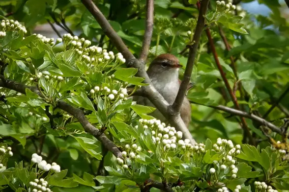 Cetti's warbler partially hidden in a tree
