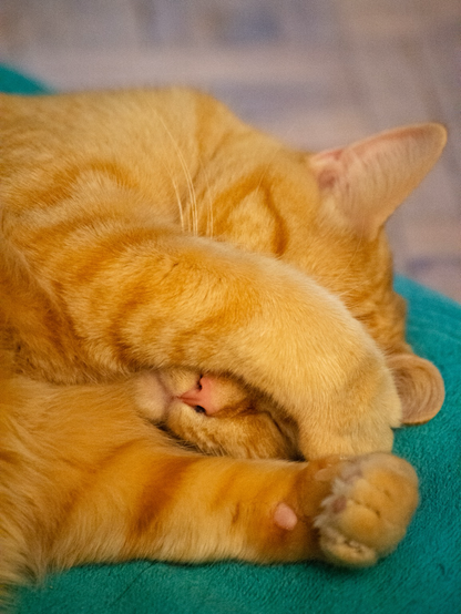 A close up of a ginger tabby cat on a turquoise towel. She is covering her eyes with a paw as she sleeps.