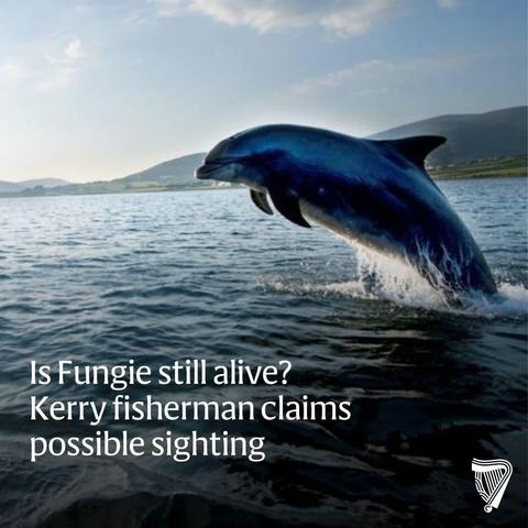 Is Fungie still alive?
Kerry fisherman claims possible sighting