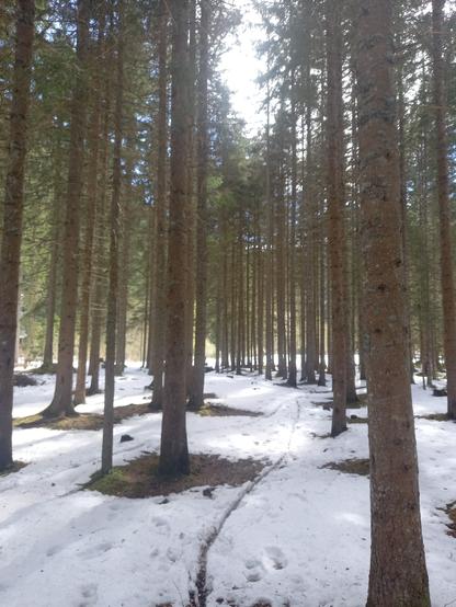 Une trace de vélo dans la neige dans un sous-bois de résineux en plein soleil