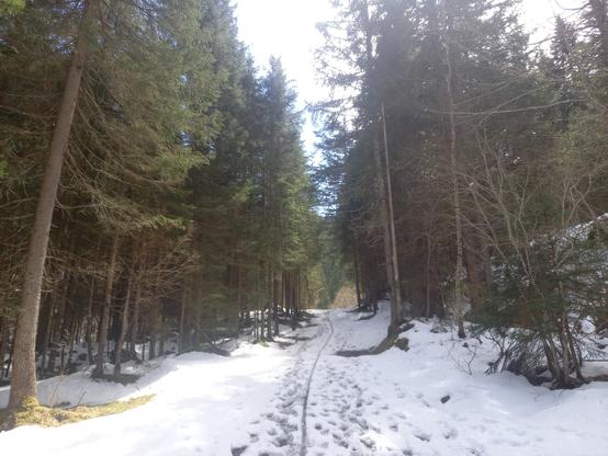 Sentier enneigé en montagne, dans une forêt ensoleillée
