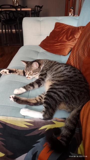 uma gatinha cinza, preta e branca largada num sofá azul claro