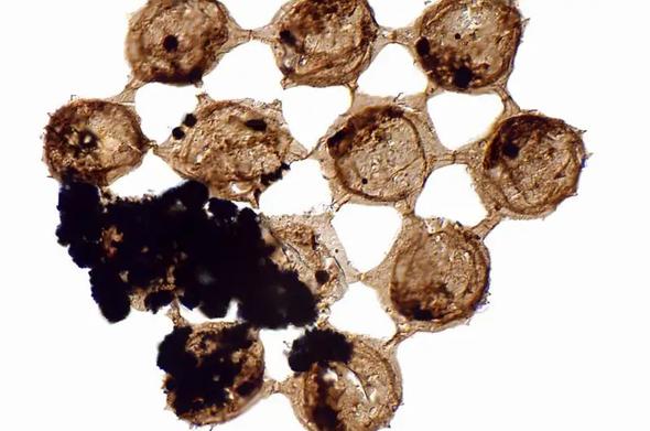 image/jpeg a microscope photograph of a set of hexagonal brown coloured cells connected in a mesh.
Photo Thomas Harvey.