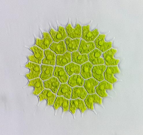 image/jpeg a microscopic photograph of a circular colony of bright green interconnected cells that have distinctive U-shaped spiky cells on the perimeter. Pediastrum, Andrei Savitsky CC BY 4.0.