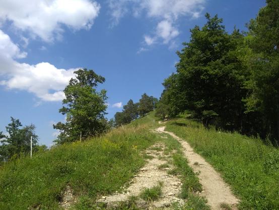 Das Foto zeigt einen schmalen Wanderweg, der sich über einen sanften Hügel nach oben schlängelt. Der Weg ist stellenweise steinig und von Gras und Wildblumen gesäumt. Rechts des Pfades erstreckt sich ein dichter, grüner Laubwald, während sich auf der linken Seite einzelne Bäume und ein Weidezaun zeigen. Über der Szene wölbt sich ein klarer blauer Himmel mit einigen weißen, flauschigen Wolken – ein typischer Sommertag mit ruhiger, friedlicher Atmosphäre.