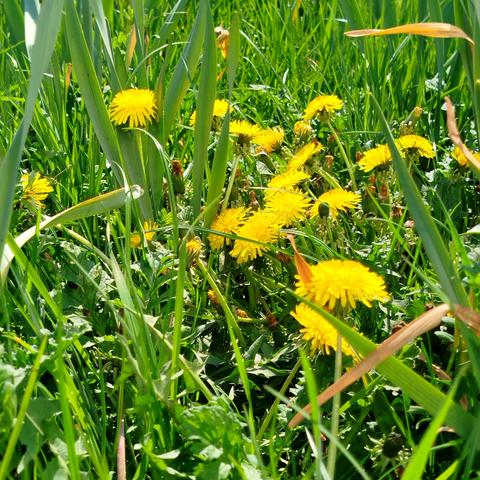 Photo with blooming dandelions.