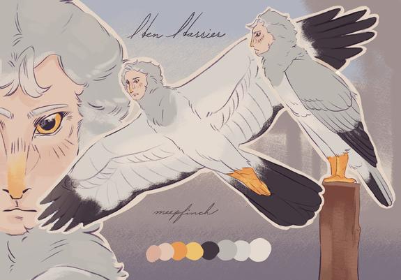 A harpy that looks like a hen harrier, a grey raptor species. The piece has a headshot showing facial details, a flying pose showing the underside of the wings and a perching pose.