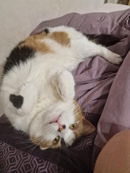 A calico cat lounging on purple bedding, lying on its back with paws up and a playful expression.