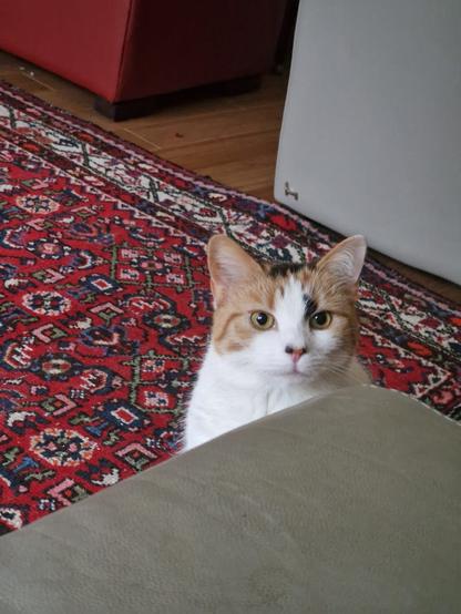 A curious cat with orange and white fur peeks over a couch, set against a patterned red rug and a background of furniture.