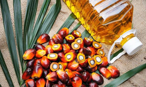 Semillas de aceite de palma (Getty Images/iStockphoto)