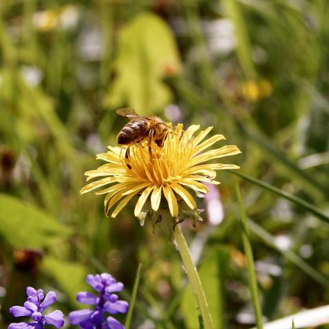 A bee is perched on a bright yellow dandelion flower, surrounded by green foliage and purple flowers in the background.