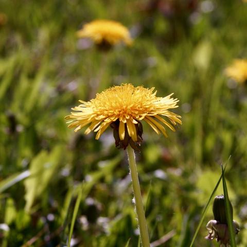 A close-up of a vibrant yellow dandelion flower against a blurred green background, with additional dandelions visible in the distance.