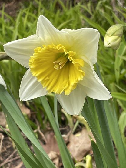 A photo of a white and yellow Daffodil.