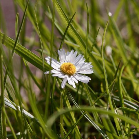 A single white daisy with a yellow center surrounded by green grass.