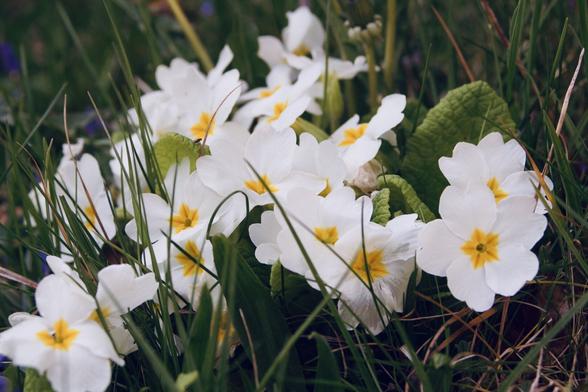 A cluster of white flowers with yellow centers among green grass.