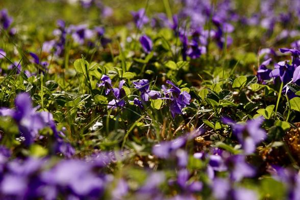 A close-up view of a lush green ground covered with blooming purple flowers, surrounded by green leaves and grass.