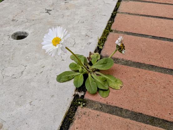 A resilient daisy blooming through the crack between concrete and brick pavement, its white petals and bright yellow center standing in stark contrast to the hard surfaces surrounding it. A small miracle of nature demonstrating that life can flourish even in the most challenging environments