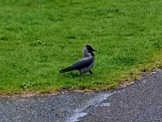 a hooded crow struts casually towards where i dropped a cream cracker for them. going slowly so as not to alert a sea gull out of shot overhead.