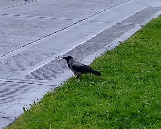 a hooded crow cream cracker in beak prepares to fly back to a safe spot with their loot.