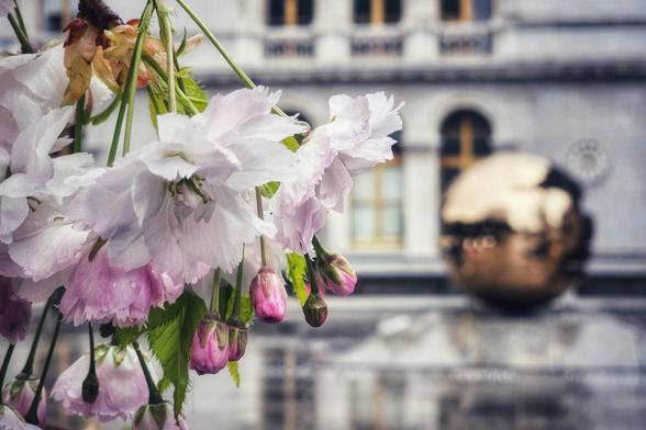 Close-up of light pink cherry blossom flowers hanging in the foreground, with a blurred view of a building and the spherical golden sculpture called 'Sphere within Sphere' at Trinity College in Dublin in the background.