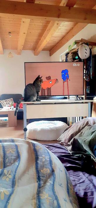 Eine getigerte Katze sitzt auf dem Tisch direkt vor dem Fernsehbildschirm und kuckt interessiert auf die orangene Maus und den blauen Elefant von "Die Sendung mit der Maus".