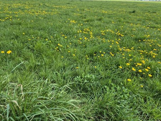 The picture shows a wide, green meadow covered with numerous yellow dandelion plants. The dandelions are scattered everywhere and bear small, bright yellow flowers that stand out clearly against the green grass. The meadow is lush and green, with various blades of grass of different lengths and shapes.