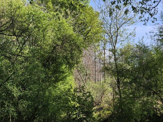 The picture shows a dense forest landscape with a variety of trees and shrubs. The trees have fresh, green leaves. Some trees already have all their leaves, while others still have sparse foliage. The sky is clear and blue.