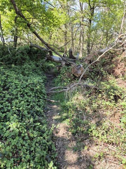 The picture shows a forest path that is blocked by a fallen tree. The tree is lying across the path, with its branches and trunk stretching across the entire width of the path. The surrounding area is lushly overgrown, with dense greenery on both sides of the path. The ground of the path is covered with soil and some dry leaves.