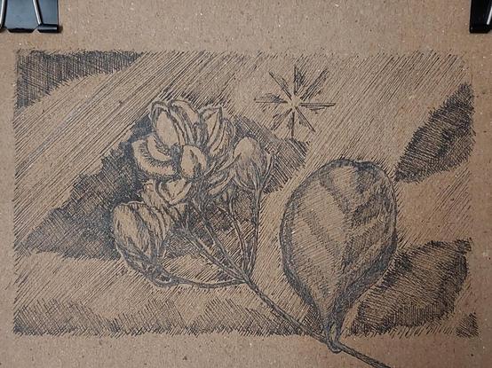 Picture of an ink drawing on brown packing paper, of a flowering branch of jasmine (Jasminium sambac) with one freshly opening flower and four visible buds, against a cloudy light-polluted night sky. There's a dark cloud right behind the flowers, and beyond, an eight-rayed star: Sirius. On the top corners, black plastic and steel drawing clips are partially visible.