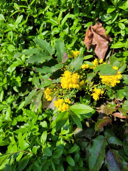 [de] Ein Zweig einer Mahonie mit gelben Blüten und den typischen, pieksigen Blättern schaut zwischen einem anderen Strauch heraus.

[en] A branch of a mahonia with yellow flowers and the typical prickly leaves peeks out from between another shrub.