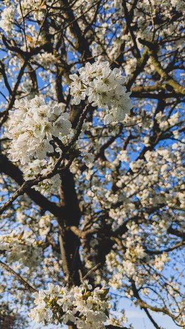Kirschblüten im April