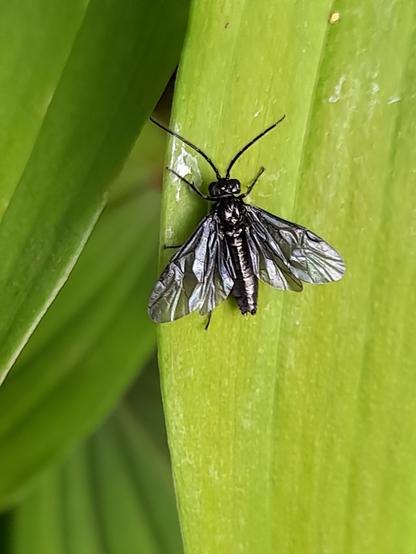 Macro of Phymatocera aterrima living exclusively on Salomon's seal or Convallaria. It's black (in the sunshine blueish-metallic black) and has 4 crumpled looking wings. The richness of biodiversity depends often on how many different food plants exist for extremely specialised animals like this wasp. Their larvae need leaves of this small spectrum of plants.