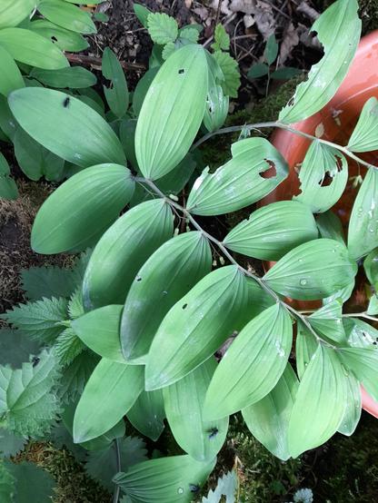 Leaves of Polygonatum multiflorum in the shadow. Very small black fly-like insects sitting on two leaves.