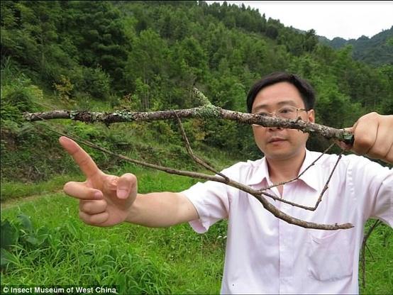 le-plus-grand-insecte-du-monde-phasme-chine-62-4-cm-1