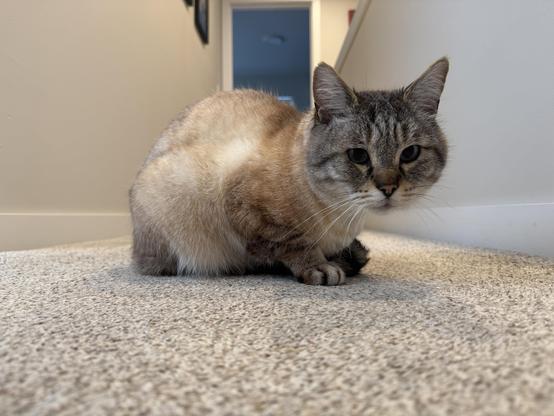 A lynx point Siamese cat named biscuit, crouching and loafing on the floor, looking directly at the camera. He is in a lovely hallway on a cozy carpet.