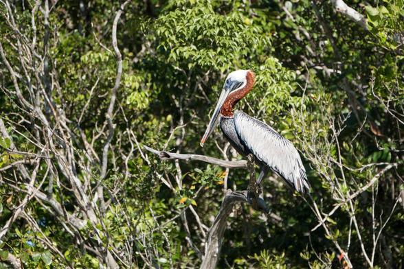 A pelican perched on a branch amidst lush green foliage. The bird has a distinctive white head, brown neck, and grey body.