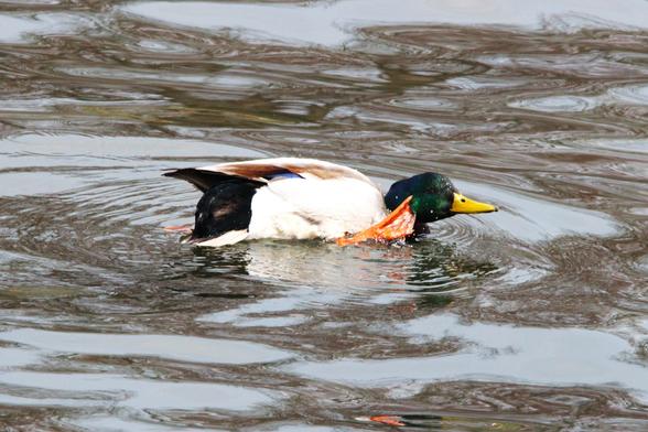 Photograph of a male mallard swimming from left to right in a lake, scratching the right side of its head with its orange, webbed foot.