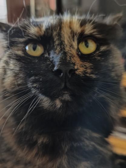 A close up photo of the face of a tortoiseshell cat