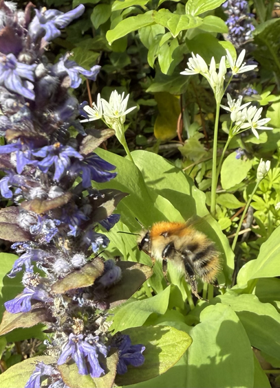 Hommel bij een blau paarr bloeiend Zenegroen met op de achtergrond een wit bloeiende daslook.