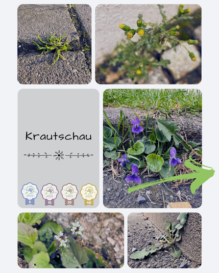 Collage aus den fünf vorgestellten Arten und ein Textfeld in dem steht: Krautschau. Unter diesem Wort sind 4 Icons von Abzeichen zu sehen, die aufsteigende Level repräsentieren.
