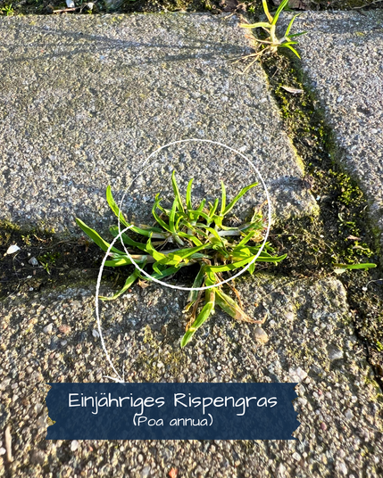 Zwischen hellgrauen Pflastersteinen stehen in einem kleinen Büschel hellgrüne Grashalme beisammen, die nur wenige Zentimeter lang sind.